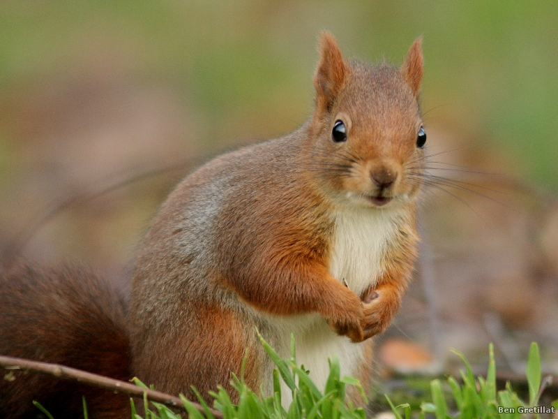 Photo Mammifères Ecureuil roux (Sciurus vulgaris)