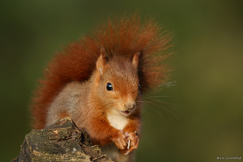 Photo Mammifères Ecureuil roux (Sciurus vulgaris)