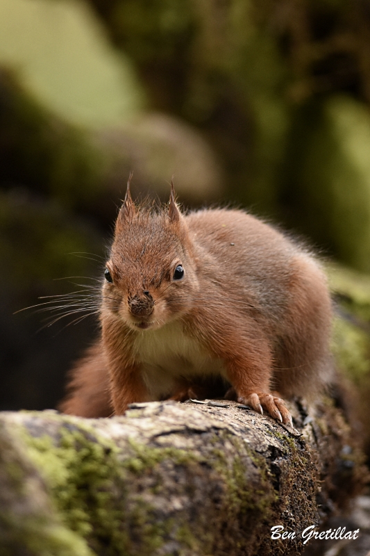 Photo Mammifères Ecureuil roux (Sciurus vulgaris)