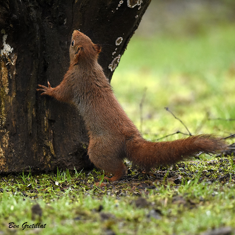 Photo Mammifères Ecureuil roux (Sciurus vulgaris)