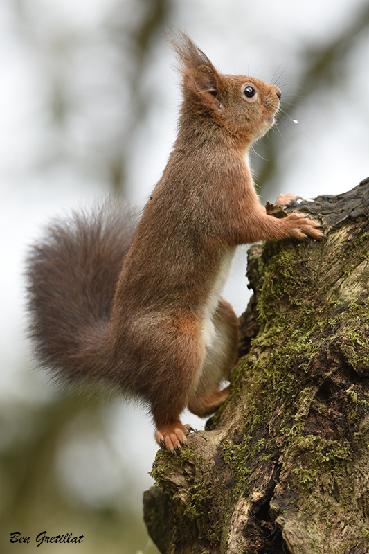 Photo Mammifères Ecureuil roux (Sciurus vulgaris)