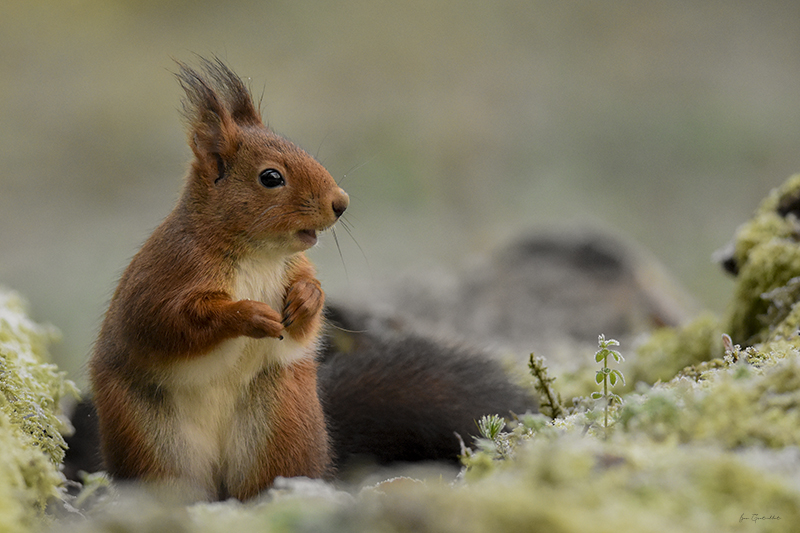 Photo Mammifères Ecureuil roux (Sciurus vulgaris)