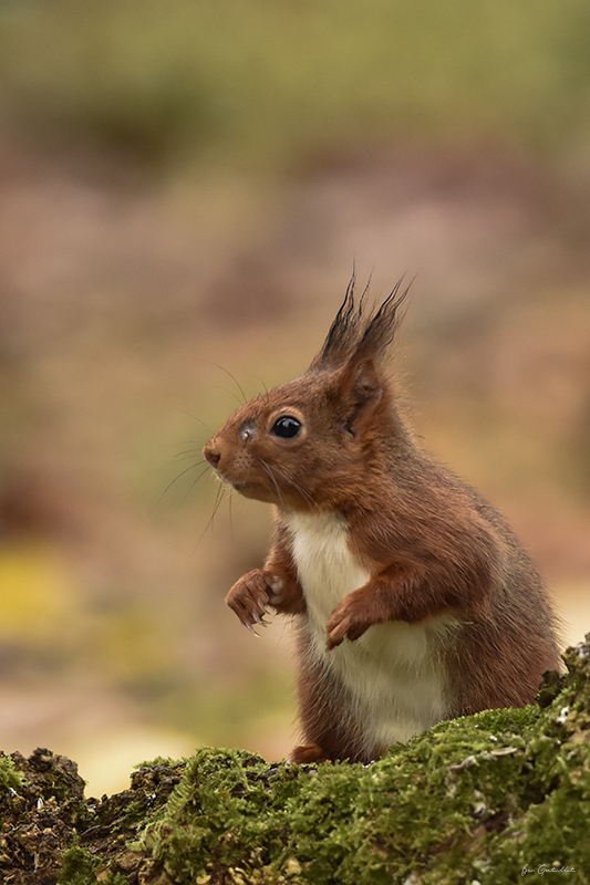 Photo Mammifères Ecureuil roux (Sciurus vulgaris)