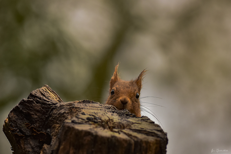 Photo Mammifères Ecureuil roux (Sciurus vulgaris)