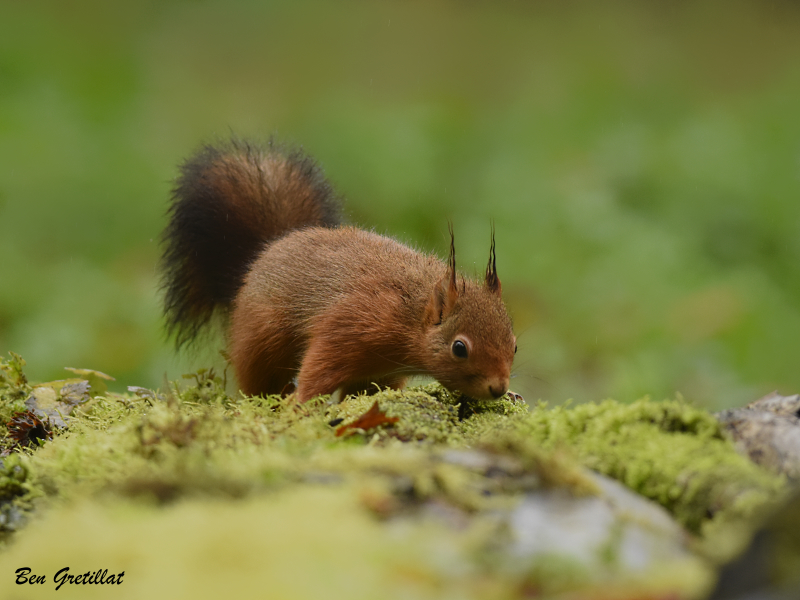 Photo Mammifères Ecureuil roux (Sciurus vulgaris)