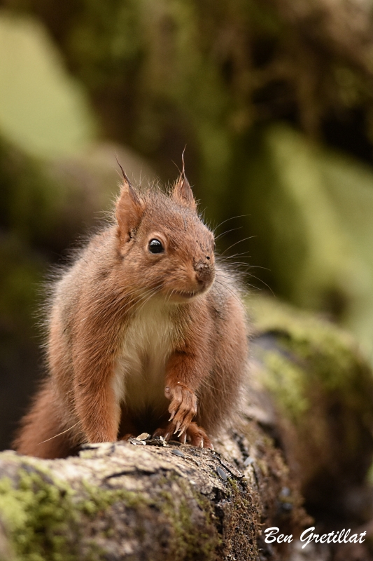 Photo Mammifères Ecureuil roux (Sciurus vulgaris)