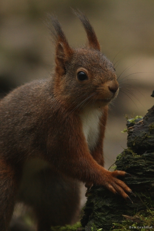 Photo Mammifères Ecureuil roux (Sciurus vulgaris)