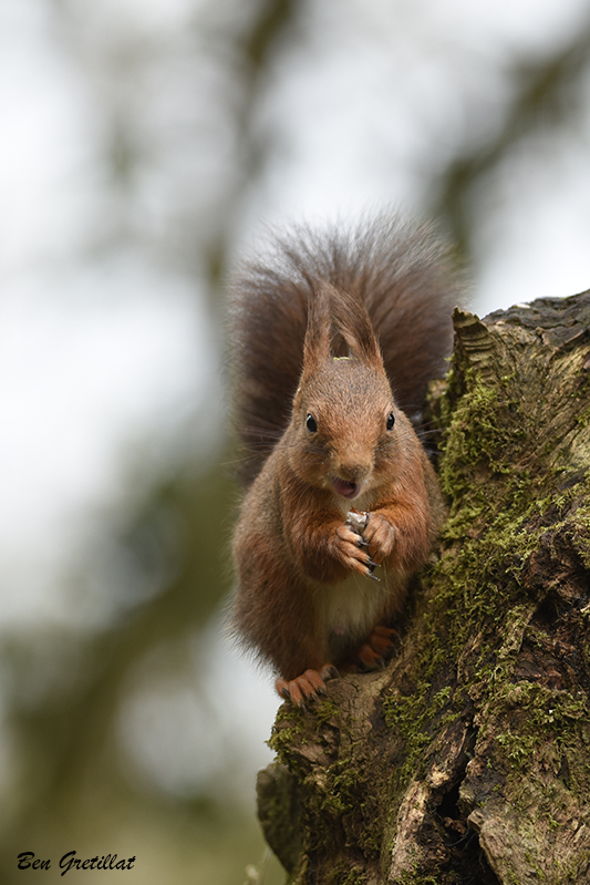 Photo Mammifères Ecureuil roux (Sciurus vulgaris)