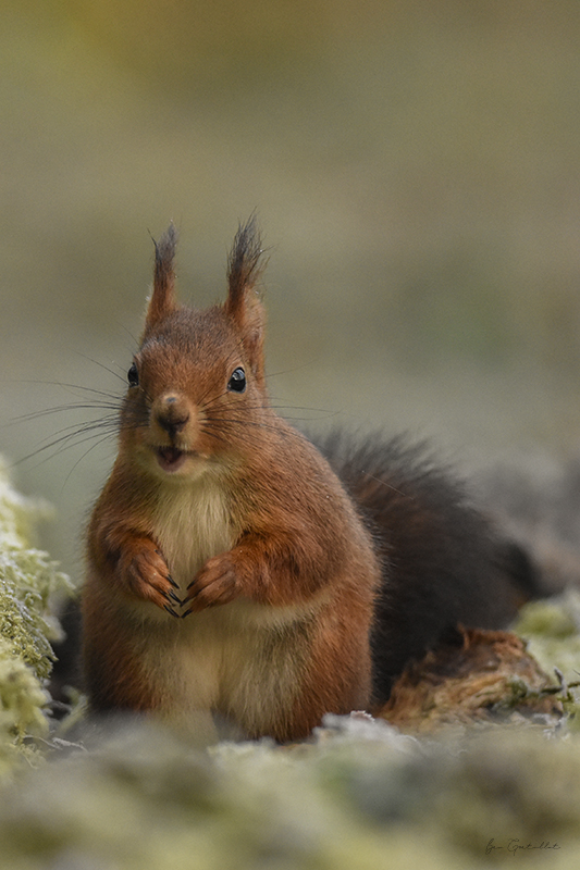 Photo Mammifères Ecureuil roux (Sciurus vulgaris)