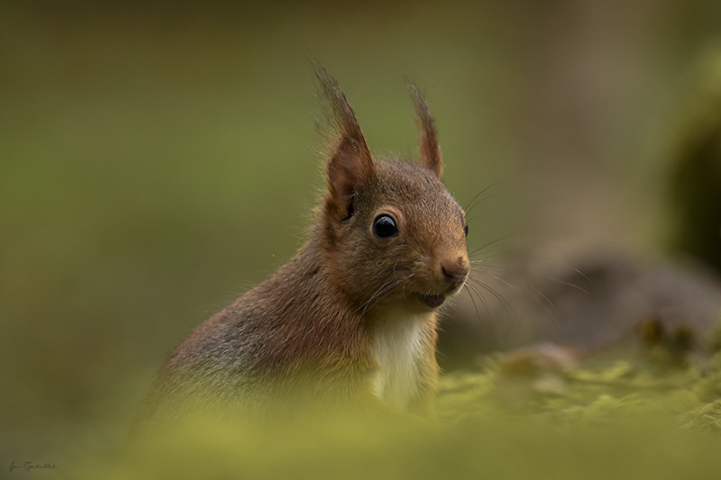 Photo Mammifères Ecureuil roux (Sciurus vulgaris)