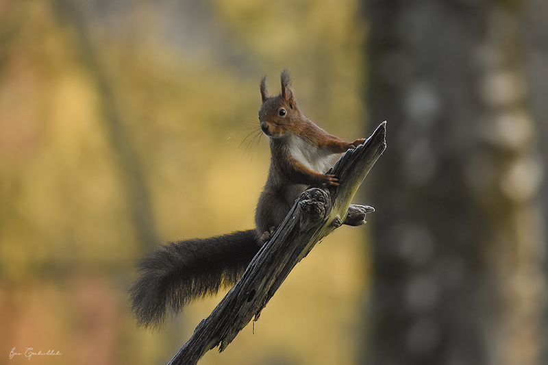 Photo Mammifères Ecureuil roux (Sciurus vulgaris)