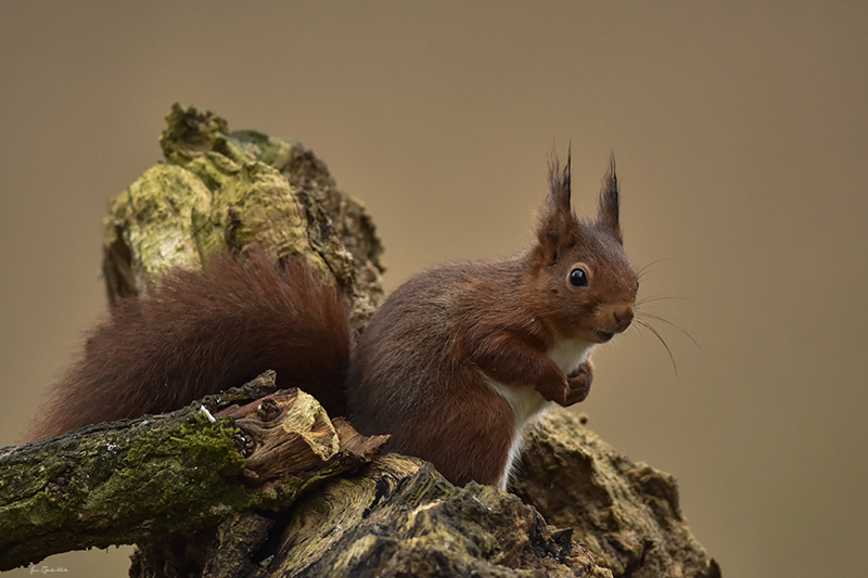 Photo Mammifères Ecureuil roux (Sciurus vulgaris)