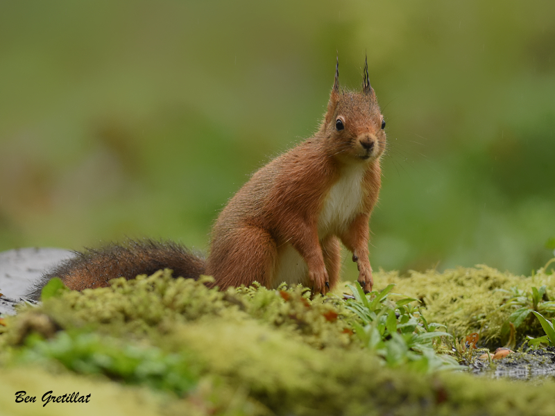 Photo Mammifères Ecureuil roux (Sciurus vulgaris)