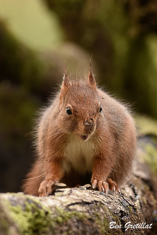 Photo Mammifères Ecureuil roux (Sciurus vulgaris)