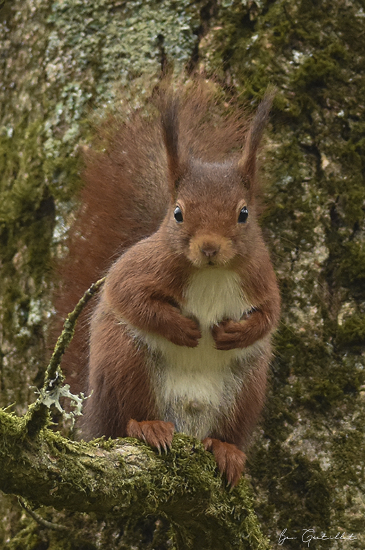 Photo Mammifères Ecureuil roux (Sciurus vulgaris)