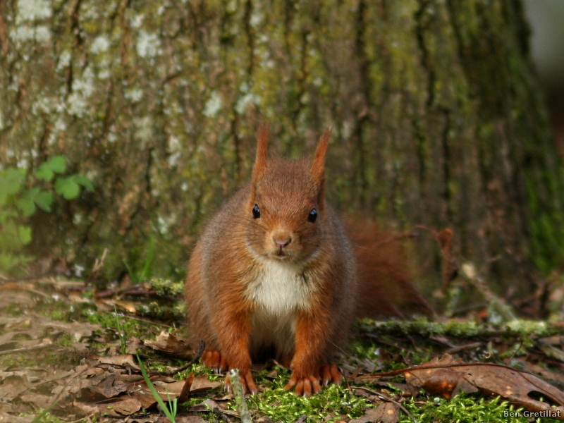 Photo Mammifères Ecureuil roux (Sciurus vulgaris)