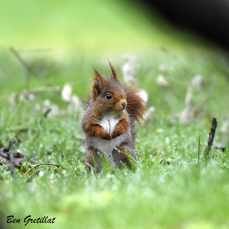 Photo Mammifères Ecureuil roux (Sciurus vulgaris)