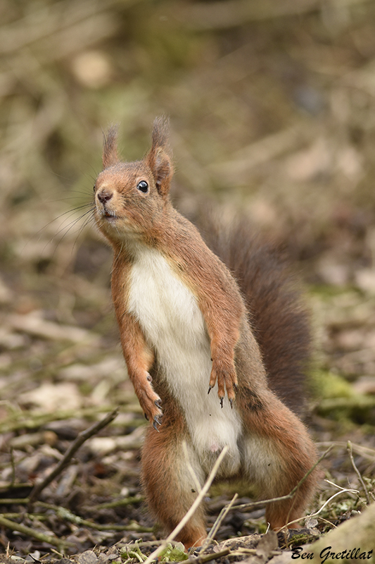 Photo Mammifères Ecureuil roux (Sciurus vulgaris)