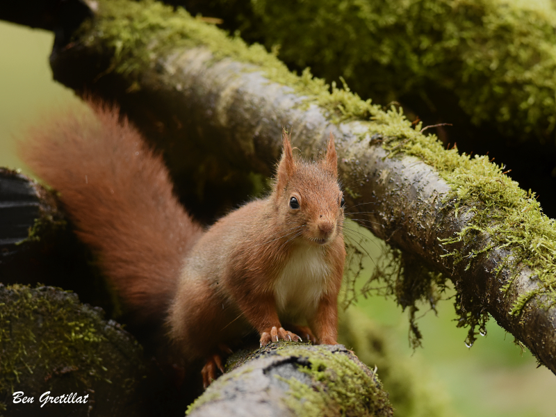 Photo Mammifères Ecureuil roux (Sciurus vulgaris)