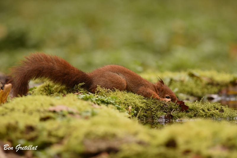 Photo Mammifères Ecureuil roux (Sciurus vulgaris)