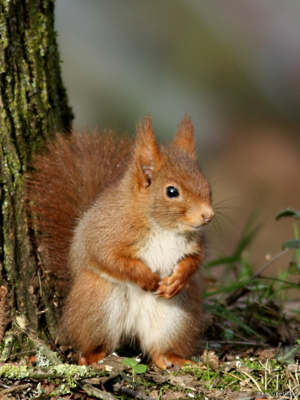 Photo Mammifères Ecureuil roux (Sciurus vulgaris)