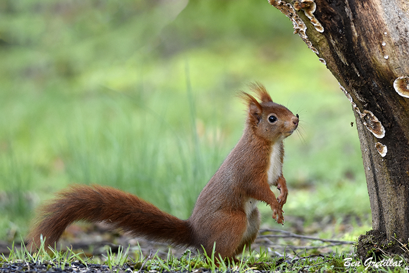 Photo Mammifères Ecureuil roux (Sciurus vulgaris)