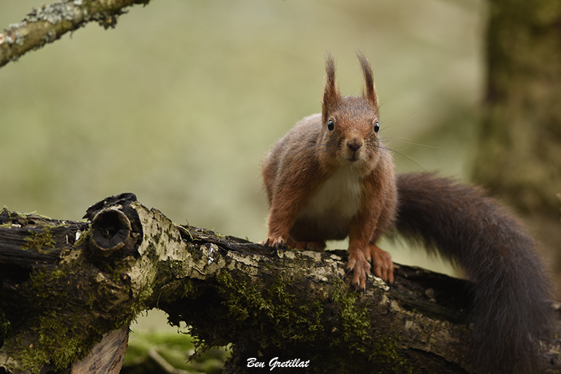 Photo Mammifères Ecureuil roux (Sciurus vulgaris)