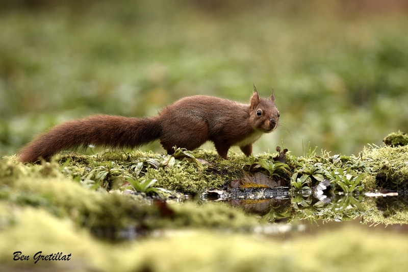 Photo Mammifères Ecureuil roux (Sciurus vulgaris)