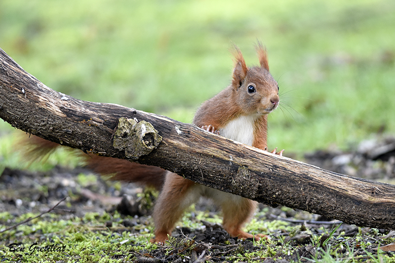 Photo Mammifères Ecureuil roux (Sciurus vulgaris)