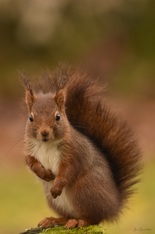 Photo Mammifères Ecureuil roux (Sciurus vulgaris)