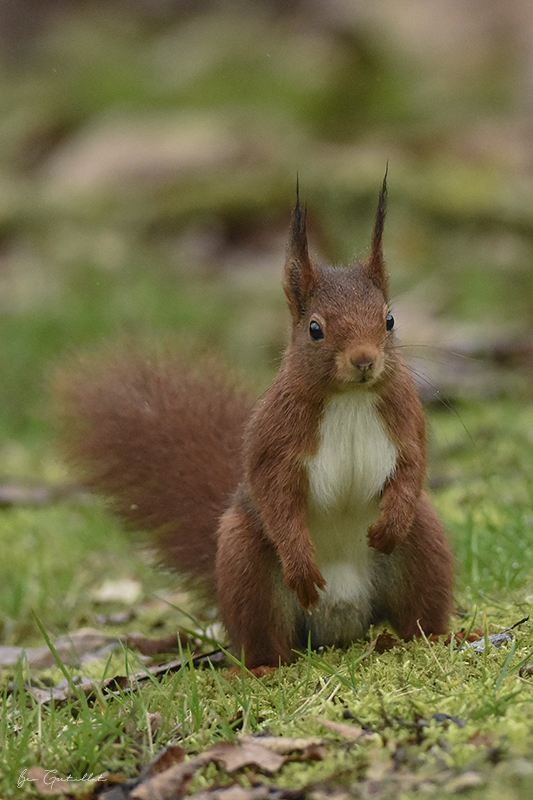 Photo Mammifères Ecureuil roux (Sciurus vulgaris)