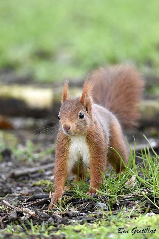 Photo Mammifères Ecureuil roux (Sciurus vulgaris)