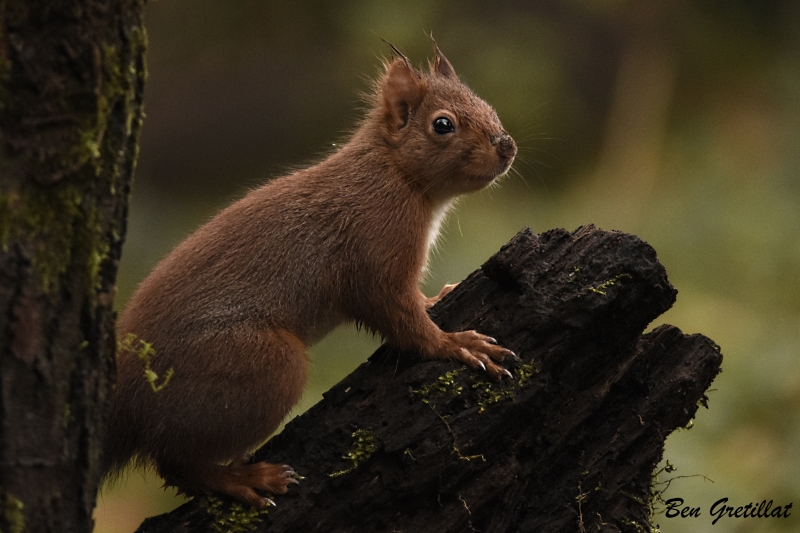 Photo Mammifères Ecureuil roux (Sciurus vulgaris)