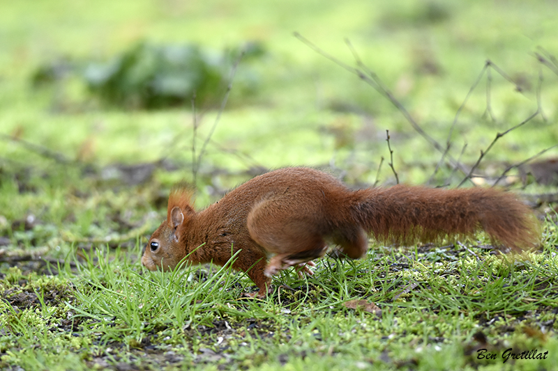 Photo Mammifères Ecureuil roux (Sciurus vulgaris)