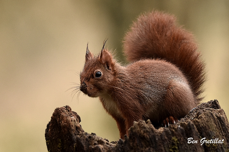 Photo Mammifères Ecureuil roux (Sciurus vulgaris)