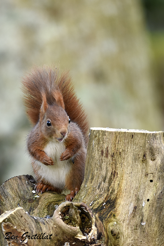 Photo Mammifères Ecureuil roux (Sciurus vulgaris)