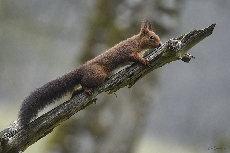 Photo Mammifères Ecureuil roux (Sciurus vulgaris)