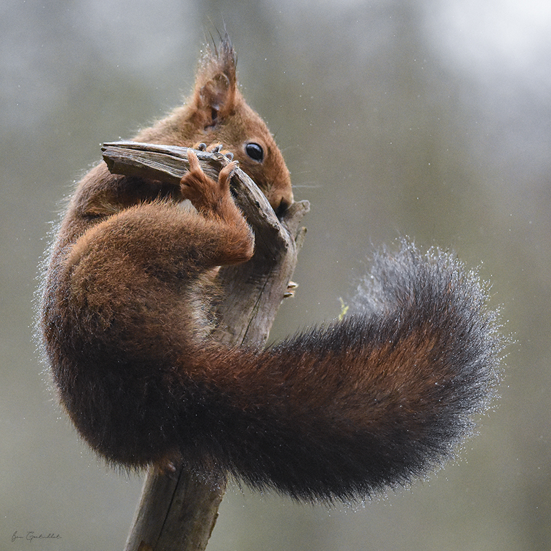 Photo Mammifères Ecureuil roux (Sciurus vulgaris)