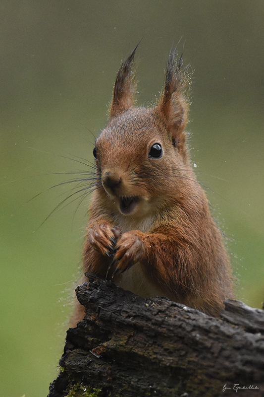 Photo Mammifères Ecureuil roux (Sciurus vulgaris)