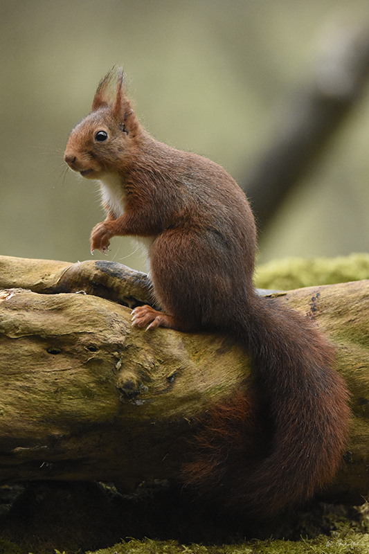 Photo Mammifères Ecureuil roux (Sciurus vulgaris)