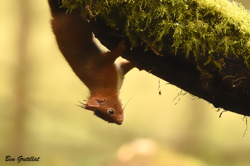 Photo Mammifères Ecureuil roux (Sciurus vulgaris)