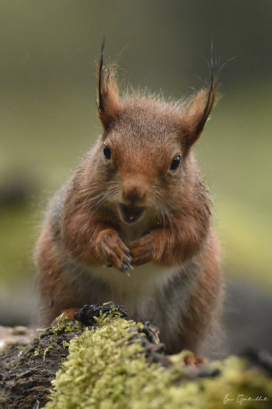 Photo Mammifères Ecureuil roux (Sciurus vulgaris)