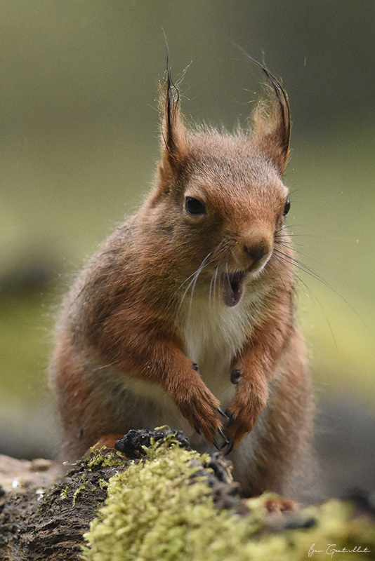 Photo Mammifères Ecureuil roux (Sciurus vulgaris)