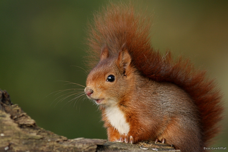 Photo Mammifères Ecureuil roux (Sciurus vulgaris)