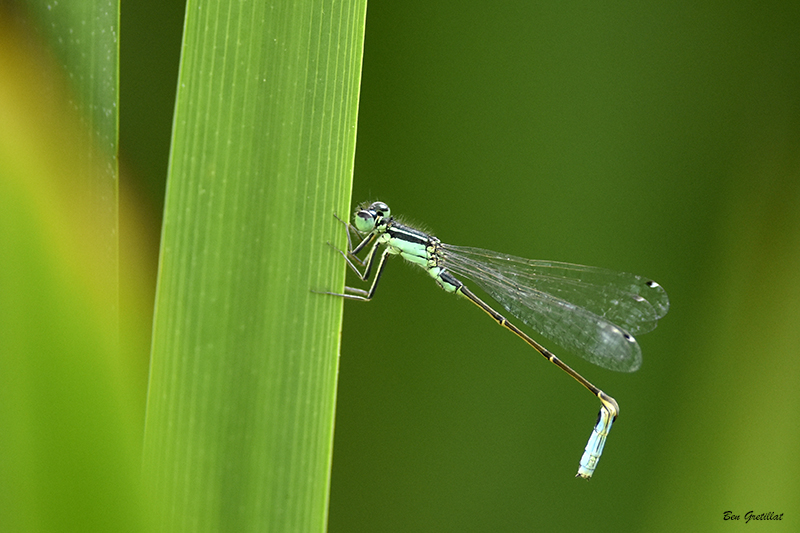 Photo Insectes Agrion élégant (Ischnura elegans)