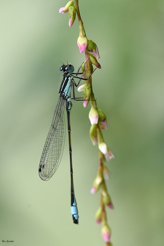 Photo Insectes Agrion élégant (Ischnura elegans)