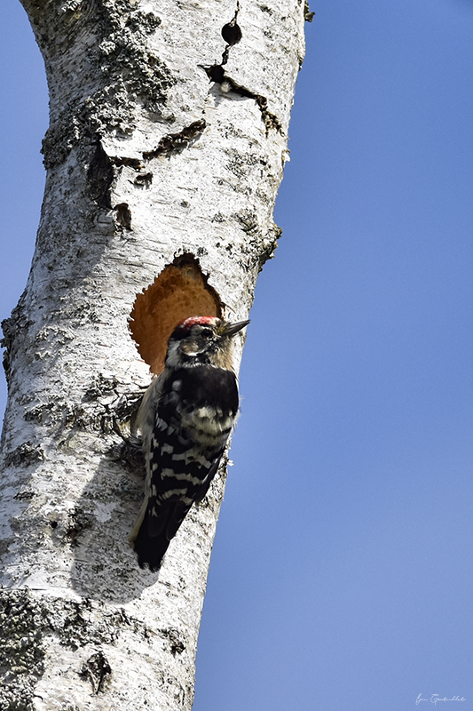 Photo Oiseaux Pic épeichette (Dendrocopos minor)