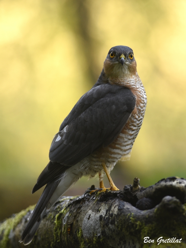 Photo Oiseaux Épervier d'Europe (Accipiter nisus)