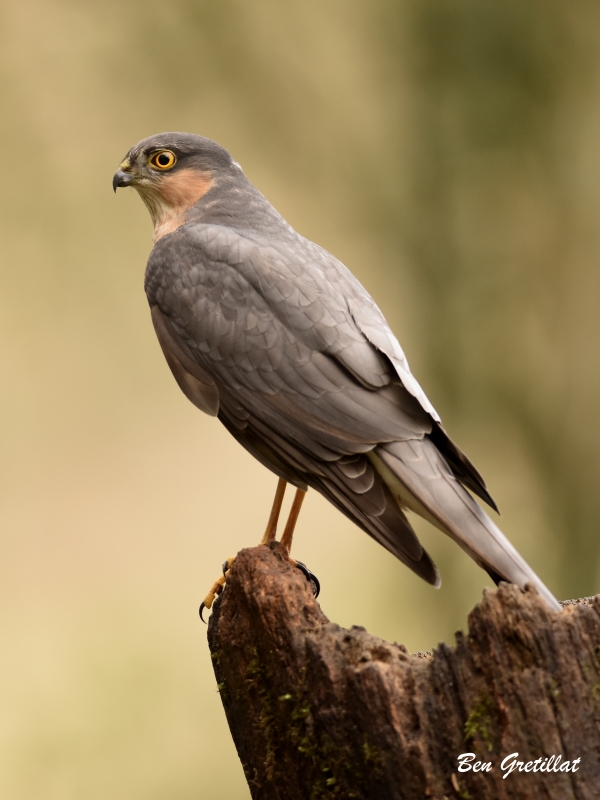 Photo Oiseaux Épervier d'Europe (Accipiter nisus)