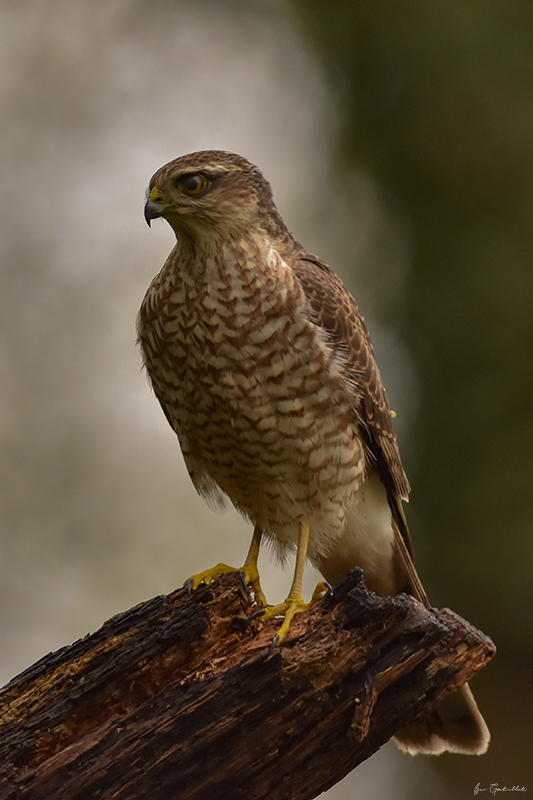 Photo Oiseaux Épervier d'Europe (Accipiter nisus)